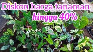 Edisi potongan harga tanaman hias hingga 40%.