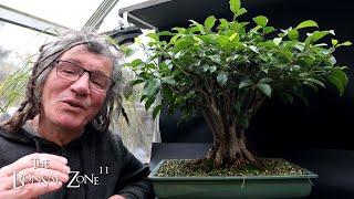 Pruning My Ficus microcarpa Fancy, The Bonsai Zone, Nov 2024