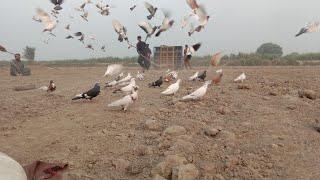 Live Stream kabootar Kabutar ki video pigeon birds shorts #Shortsfeed