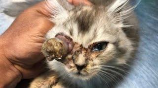 Enormous Cuterebra Removed From Kitten's Eye (Part 14)