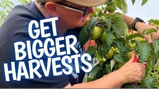 Pruning apple trees NOW to guarantee a bigger harvest next year