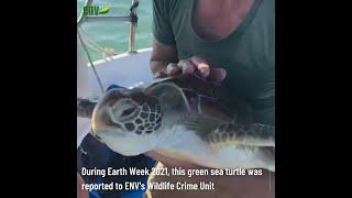 ENV Sea Turtle Rescue on Earth Day 2021