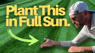 The BEST Grass for SUN | 6+ HOURS of Sun