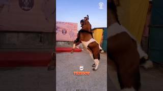 THANOS Heavyweight and Beautiful Kota by Pune Goat Maker  #bakra #goat #shorts