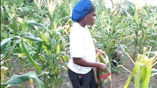 Great Farmerman and great ground god on the farm today reaping some corn 
