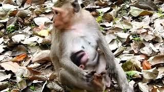 Hard weaning !!! Monkey mother Juliana weaning her baby Jasper.