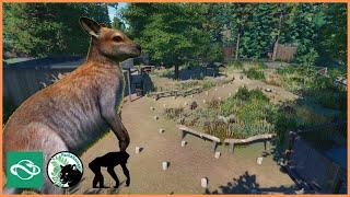 Wonderful WALLABY Walkthrough | Isle of Wild | Planet Zoo | #12