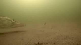 Poledinė ešerių, lydekų žūklė / ice fishing perch, pike