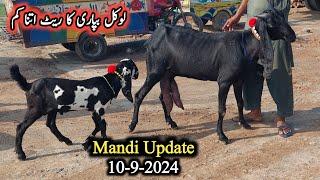 Sahiwal Bakra Mandi Today Latest Update-10 September 2024 #sahiwalbakramandi #sahiwalgoats