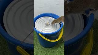 Simple homemade mouse trap idea from old plastic buckets at home #rattrap #rat #mousetrap #shorts