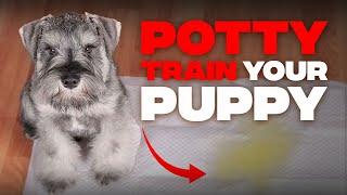 How to Potty Train Your Miniature Schnauzer Puppy? Your Complete Guide