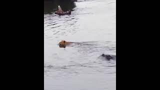 crocodile attack on lion.   attack   || animal life || animal life