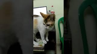 Naughty Kitty #short #petlovers #trending #cat #catlovers #viral #petsandanimals