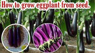 How to grow eggplant from seed.