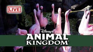 LIVE: Disney's Animal Kingdom - Walt Disney World Live Stream 