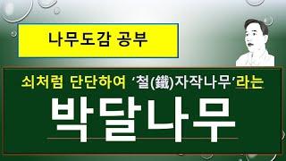 박달나무는 어떤 나무일까? : 박달나무 vs 사스래나무 vs 자작나무