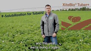 Introducing XiteBio® Tuber+: P-solubilizing inoculant for Tuber Crops.