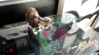 Kitten at The Catcade in Chicago, IL Playing With a Video Game