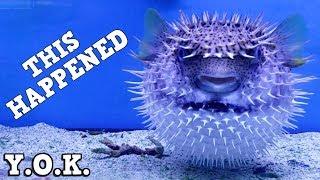 The Most Incredible Thing I've Seen In An Aquarium! You Oughta Know About Puffer Fish Puffing Up!