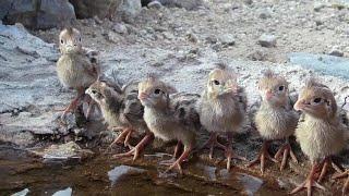 Life at a little pond in the Arizona Desert.   (Close-Ups on my Macro Trail Cameras)