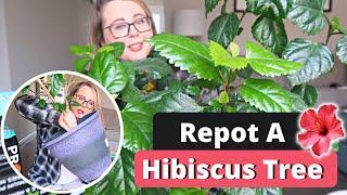 How To Repot A Hibiscus Tree | Repotting Hibiscus