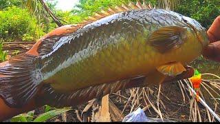 Asli mancing ikan Betok di spot baru, bikin pemancing sampai terheran heran karena banyak ikan nya