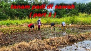 MUSIM HUJAN WAKTUNYA TANAM PADI. #benanting #2022 #tanampadi