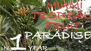 Tropical Urban Food  Forest - Meditation Garden 2019 update Part 1