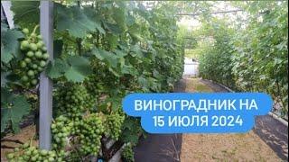 Виноградник по состоянию на 15 июля. Беларусь. Острошицкий городок.