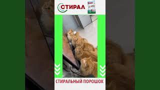 Веселые коты / Смешные котики / Коты приколы / Забавные животные / Смешные коты #cats #cat #видосы