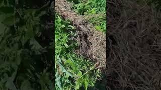 КАРТОФЕЛЬ ПОД СЕНОМ.