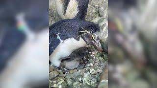 Henry Doorly Zoo announces Southern rockhopper chicks hatched in penguin habitat