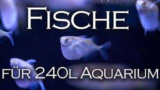 6 Fisch-Arten für dein 240l Aquarium - Fischvorstellung | Aquado-Zoo Dortmund