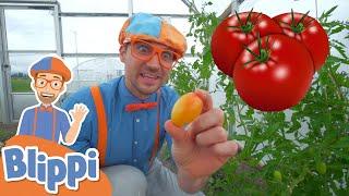 Blippi Visits a Farm! | Learn About Healthy Eating For Kids | Educational Videos for Toddlers