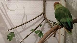 Just Updated Perch, Perch 2.0 Installed - My Lovebird Loves it