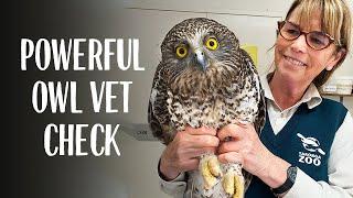 Powerful Owl Vet Check at Taronga Wildlife Hospital