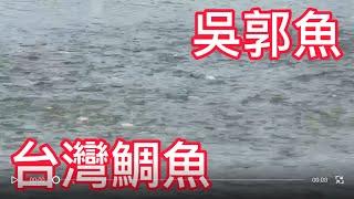 ［魚塭］養殖台灣鯛吃料［阿奇］Taiwanese snapper farming 台湾鯛を養殖する。대만 도미 양식