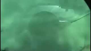 When Sting Rays Attack! 2