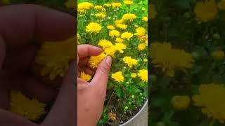 Propagating Mums Is Super Easy!- Shorts