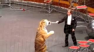 circus tiger attack    animal planet    circus tiger