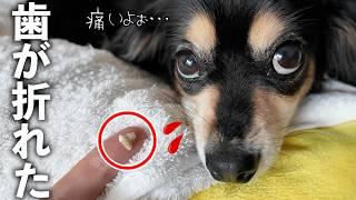 【緊急】ある日突然愛犬の歯が抜けてしまいました