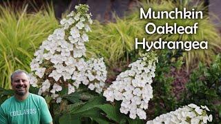 'Munchkin'  Oakleaf Hydrangea - Hydrangea Quercifolia 'Munchkin'