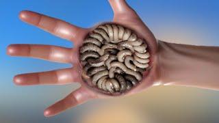 ASMR REMOVE WORM FROM hand TREATMENT ANIMATION | 2D ANIMATION@ViPasmr0.1