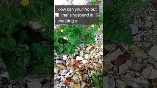 How can you find out that a husband is cheating on his wife?