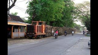 Kedawung Sugarcane Train Street Running in Winongan