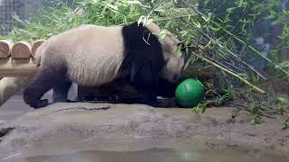 #DCPandas: Bao Li and Qing Bao Settle In To Their New Home