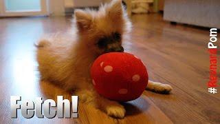 13 weeks old Pomeranian is Playing Fetch - Reynard the Pomi
