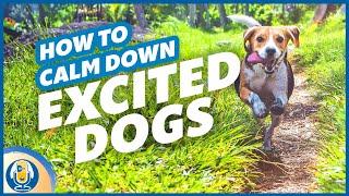 Help Your Excited Dog Calm Down And Stop Barking, Lunging, Spinning, Nipping #136 #podcast