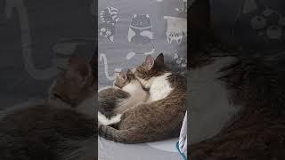Джессика приняла  котят как своих родных ️