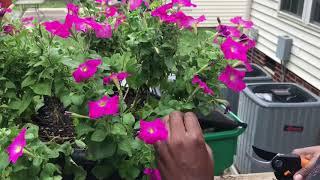 The Correct Way to Deadhead PETUNIAS  Ne - Ne’s Garden